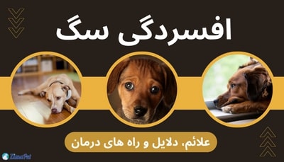 افسردگی سگ